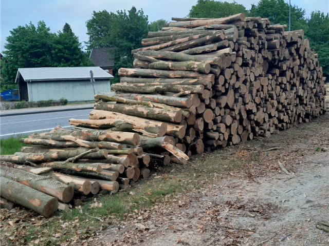 Diverse Brændestammer i bøg